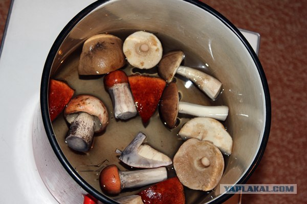 Поход за грибами