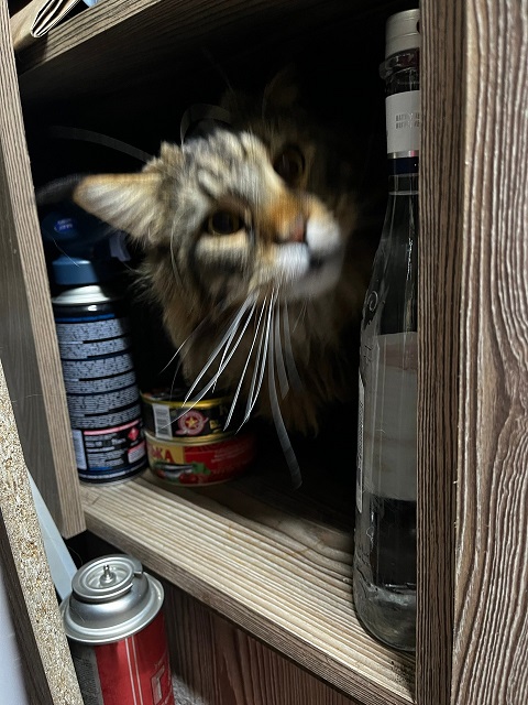 Коты белые, 12 литров