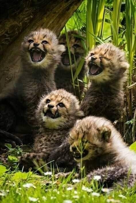 Красота диких кошек