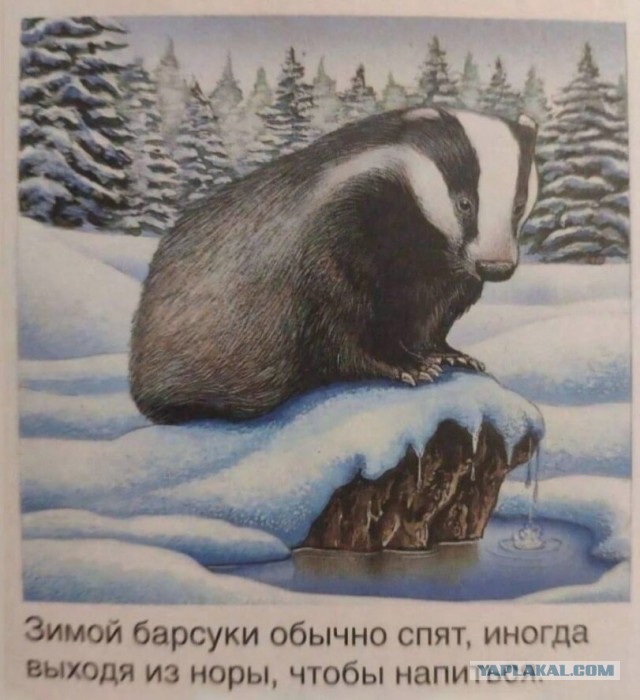 Пятница-жжжж... Баяны-жжжж...