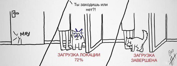 Почему кошки требуют открыть дверь, а затем не заходят: объясняем причины