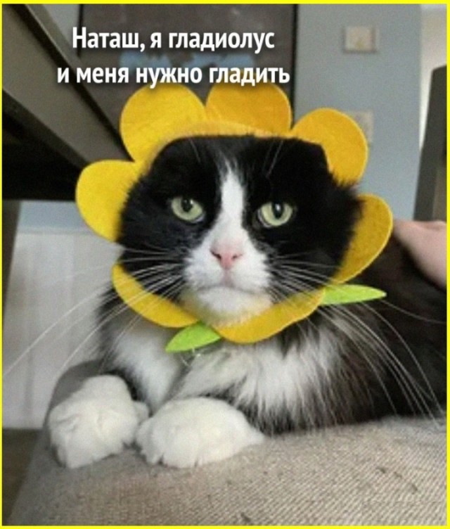 К котовторнику: подборка картинок-баянов с котиками и про котиков. Выпуск 13