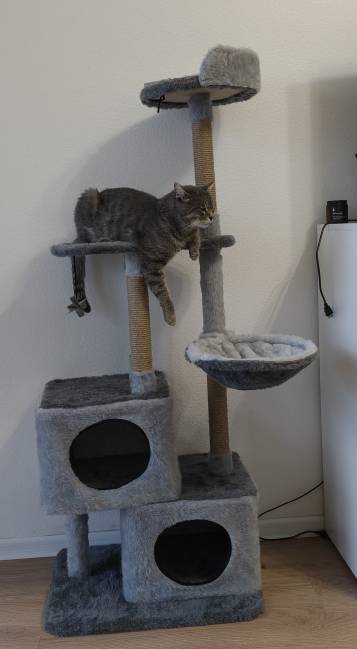 Кота с дачи забрал