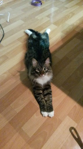 Котовторник   31.12.  2013