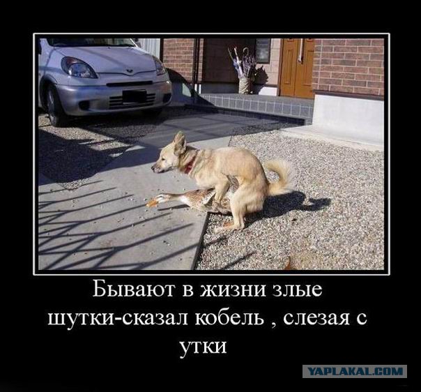 Демотиваторы.