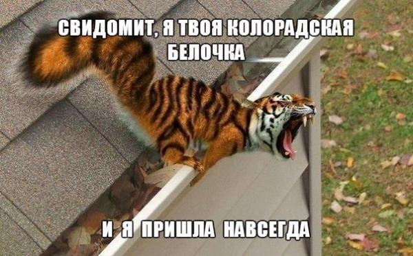 Монолог дончанки для укросми