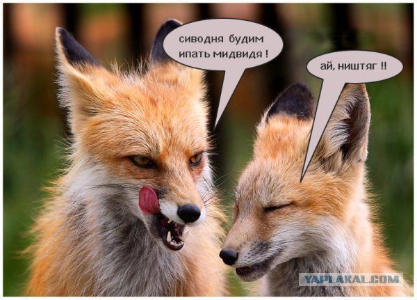 Очередная порция картинок из сети