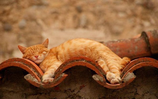Котовторник 13.10.2015