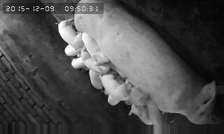 За что я люблю китайцев