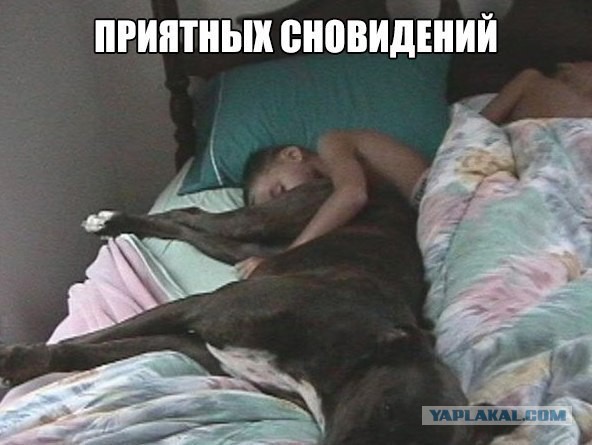 Кажется моя собака умнее меня...