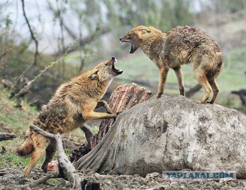 Порошенко заявил, что Турция поможет Украине вернуть Крым