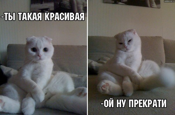 Мохнатые беспредельщики