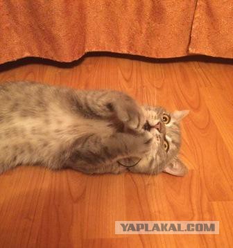 Котовторник 17.05.2016
