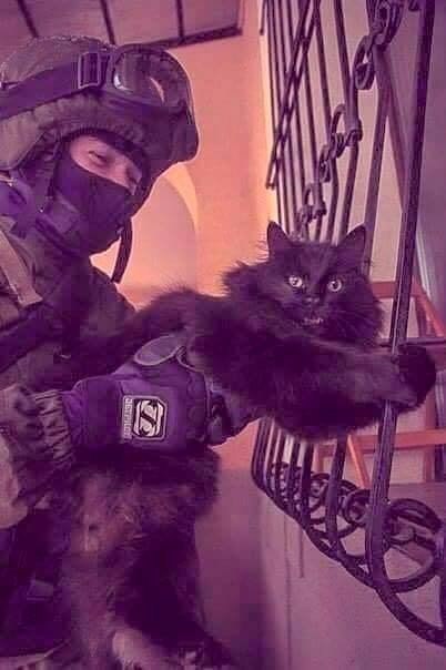 Мохнатые беспредельщики
