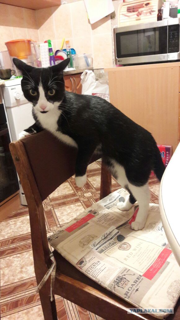 Котовторник 20.12.2016