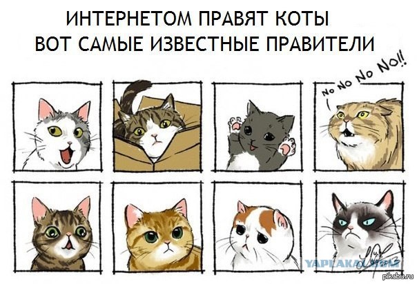 Он забрал «самого ненужного кота» в приюте. В первую же ночь Монти преподнес сюрприз…