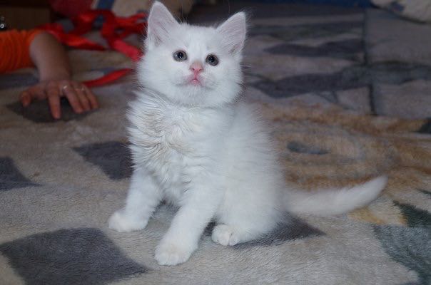Коты и Кошки