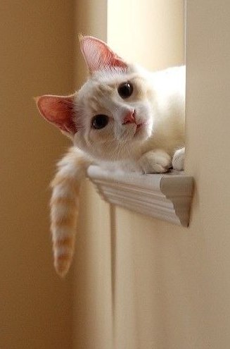 Коты и Кошки