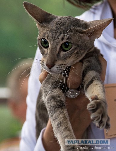 Котовторник (02.06.2009)