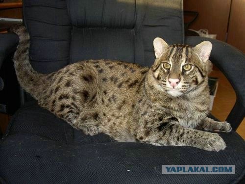 Первый котовторник июля