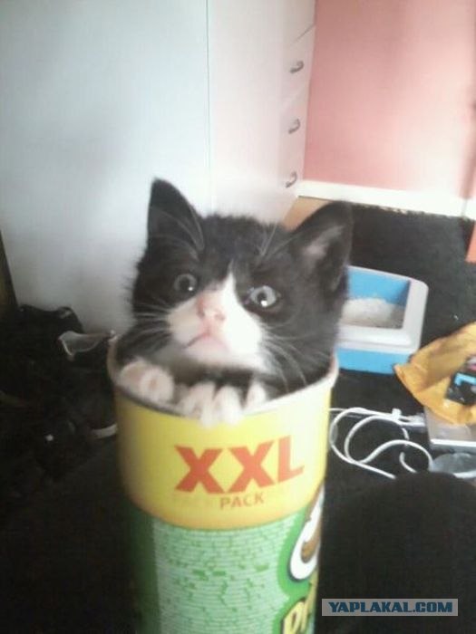 Котовторник 24.04.2012