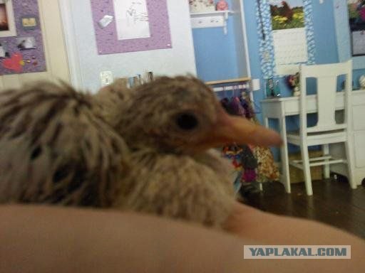 Как растут голуби