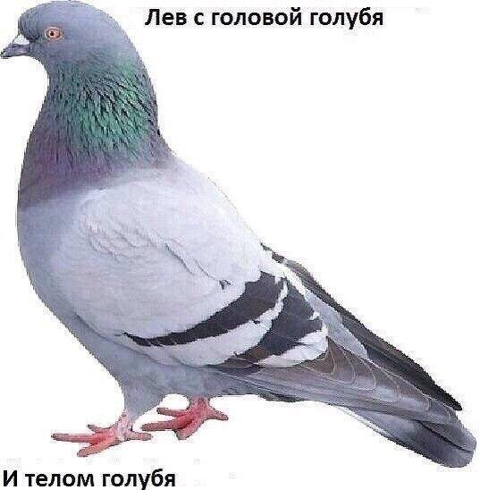 Бредзона 25.01.20