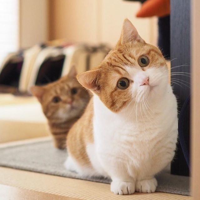 Забавные картинки с котами из сети