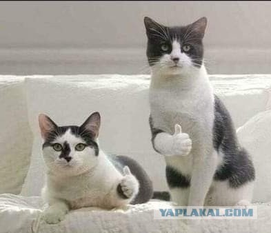 Коты есть коты
