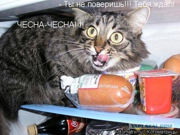 Котейка проголодался