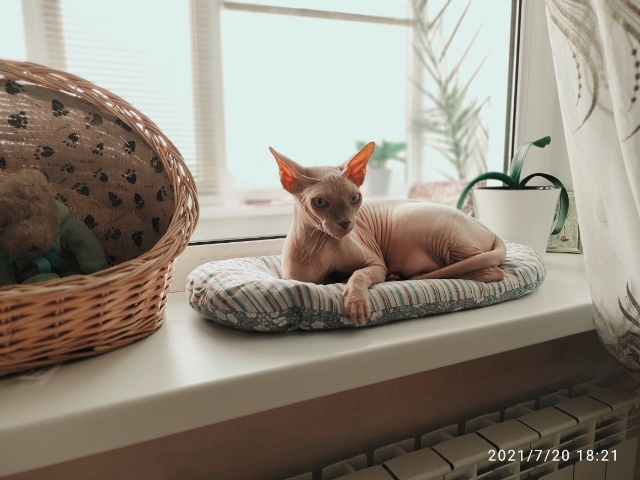 Погнали! С котовторником, други!