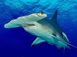 Лососёвая акула: Родственница белой акулы с Дальнего Востока. Теплокровная и живородящая роковая красотка
