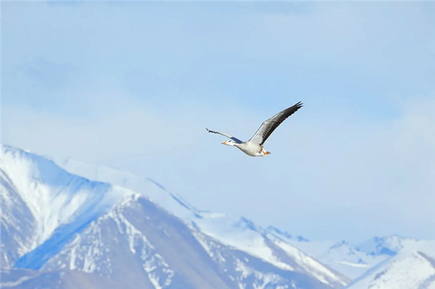 Горный гусь: Он покоряет Эверест дважды год. И чтобы выжить на высоте 8000 метров, его тело потерпело фундаментальные изменения