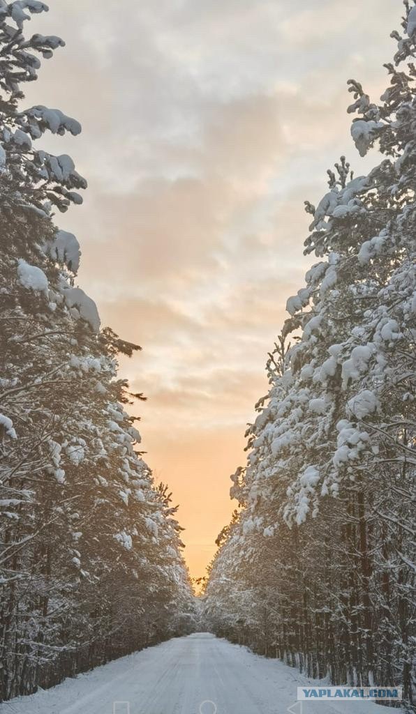 Зимняя красота