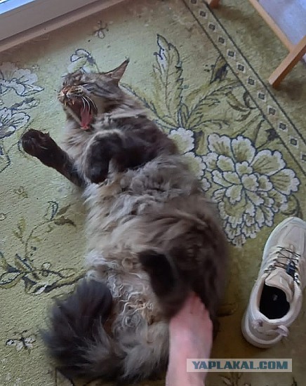 Мэйн-кун!  Котовторнику посвещается!