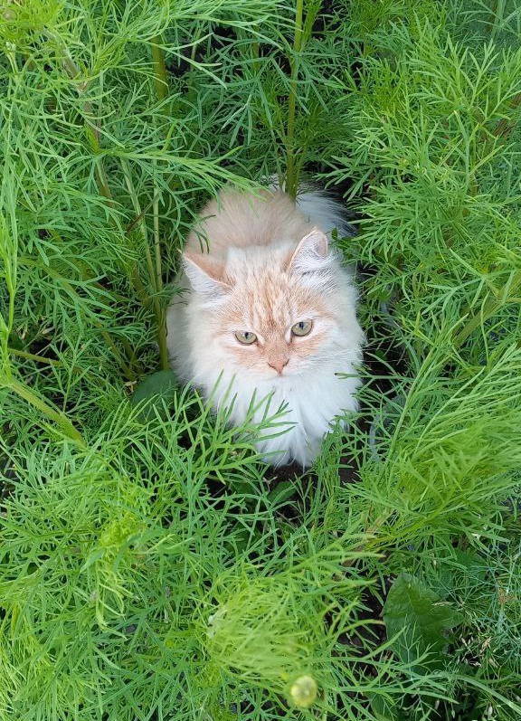 А котовторник уже пришёл?