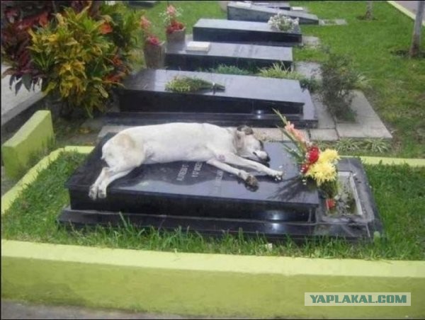 Умер пес с самой трогательной фотографии в Сети