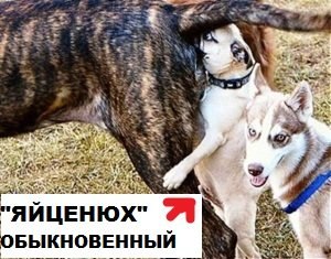 Яйценюх - красавец!