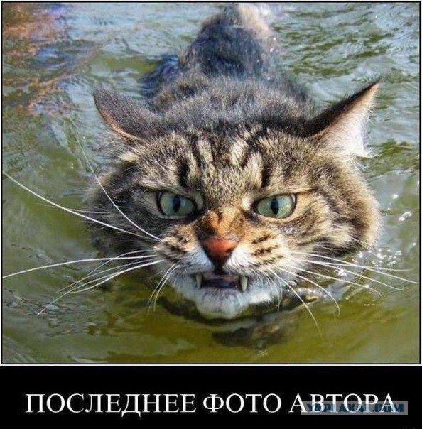 Смешные картинки с подписями