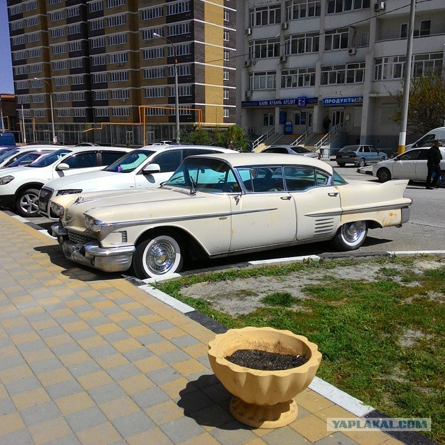 Хвостатые Кадиллаки