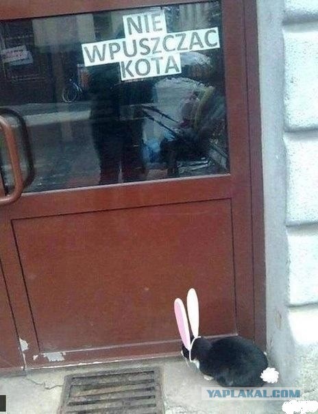 Этот кот полюбил один супермаркет и не хочет