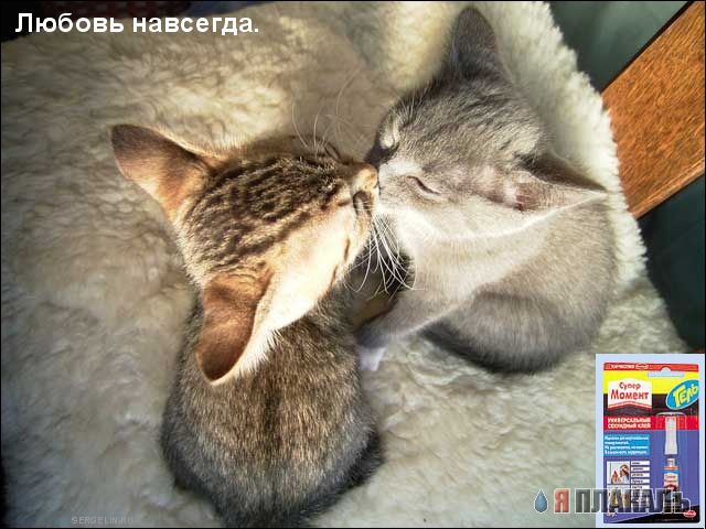 Коты, кошки, котята
