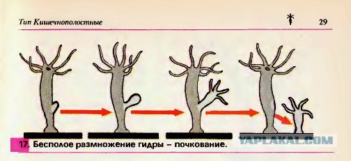 Лимонов предложил налог на бездетность платить женщинам