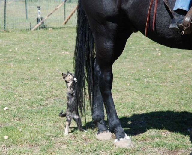 Демы к котовторнику!
