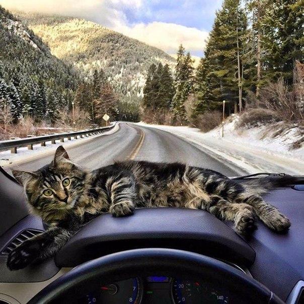 Прикольные животные