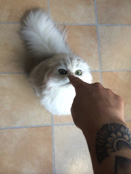 Коты и Кошки