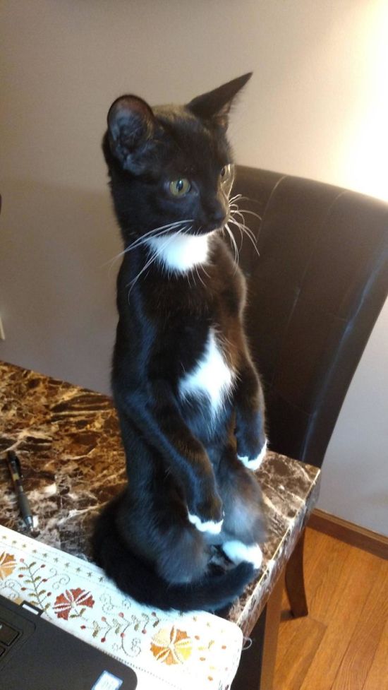 Коты и Кошки