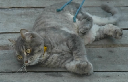 Котовторник 29.08.2017