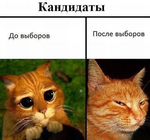 Коты. Отнюдь не ми-ми-ми.