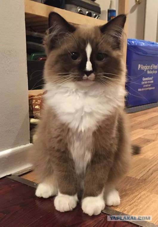 Котовторник 16.01.2018
